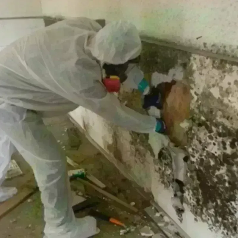 Mold Remediation and Removal in Ozona, TX